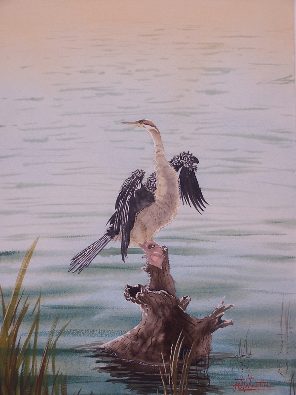 A Place to Dry Off - copyright Tony Weston 2012