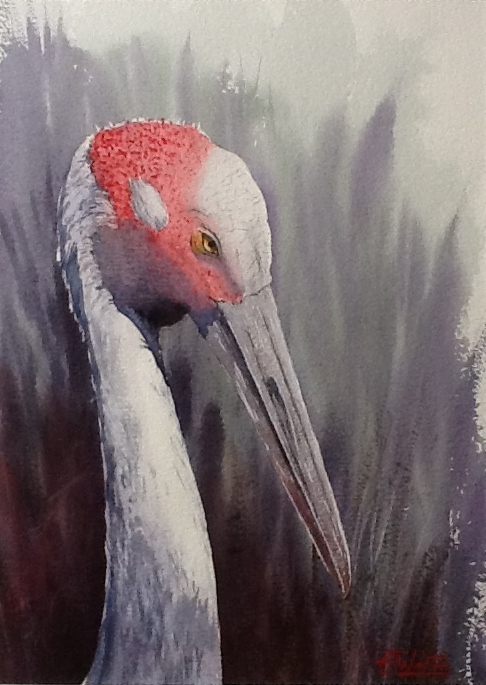 Brolga