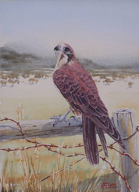 Brown Falcon (copyright)