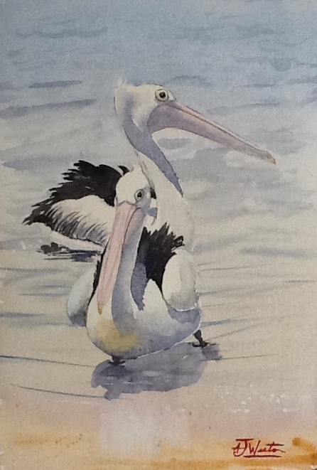 Pelicans (copyright)