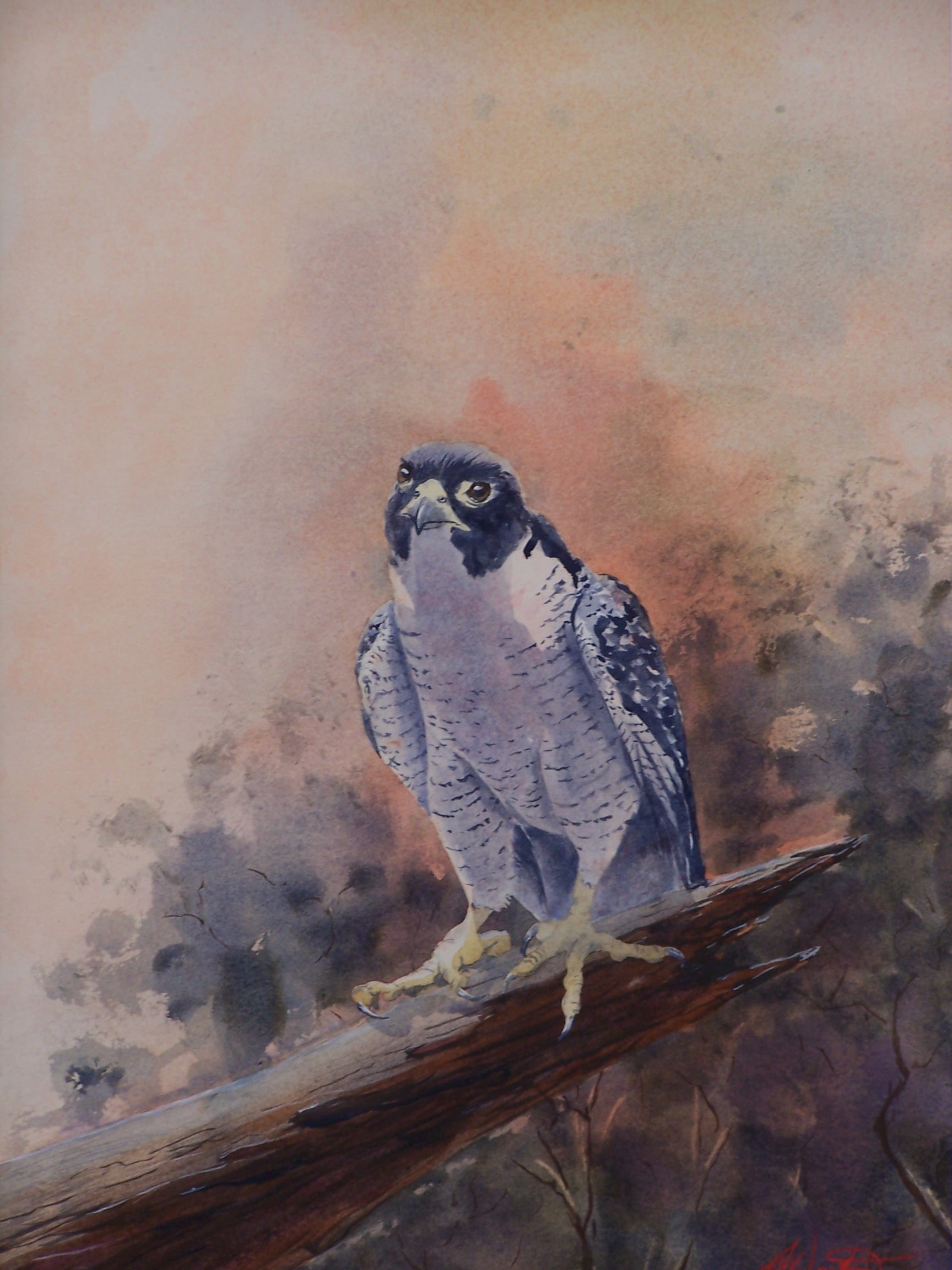 Perigrine Falcom (copyright)