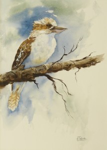 Ever Watchful - Kookaburra